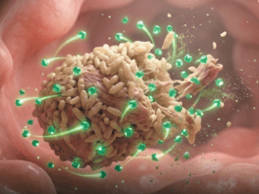 Digest: enzymes breaking food down in the gut